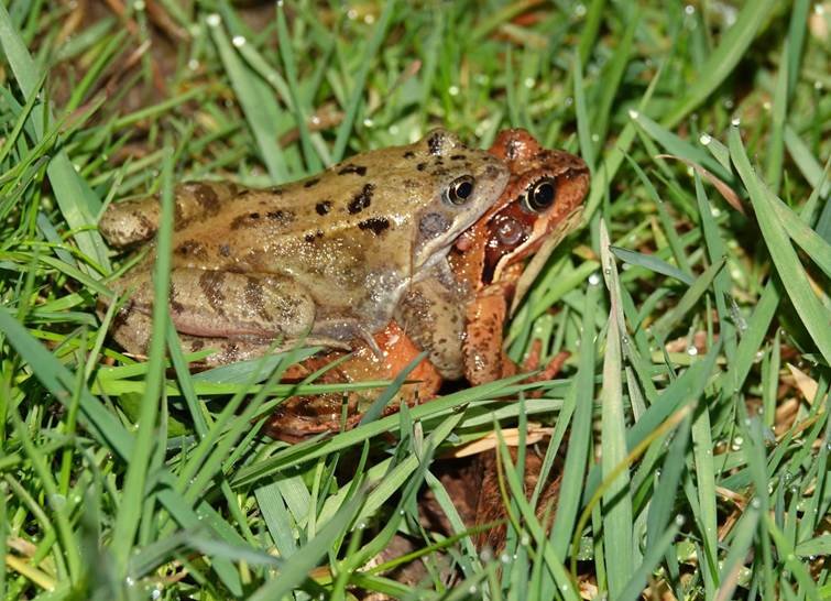 Grasfrösche